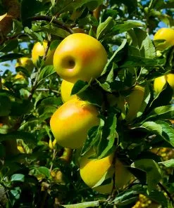 Brighter Blooms Golden Delicious Apple Tree