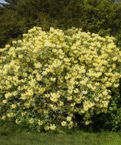 Brighter Blooms Yellow Rhododendron Shrub