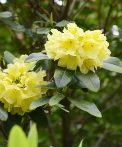 Brighter Blooms Yellow Rhododendron Shrub