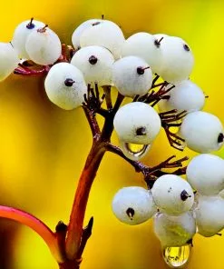 Brighter Blooms Yellow Twig Dogwood Shrub 11 Brighter Blooms Yellow Twig Dogwood Shrub