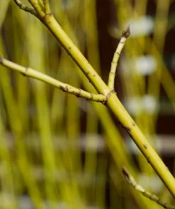 Brighter Blooms Yellow Twig Dogwood Shrub 12 Brighter Blooms Yellow Twig Dogwood Shrub