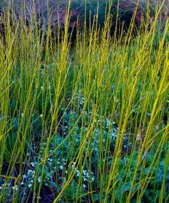 Brighter Blooms Yellow Twig Dogwood Shrub