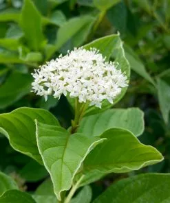 Brighter Blooms Yellow Twig Dogwood Shrub 13 Brighter Blooms Yellow Twig Dogwood Shrub