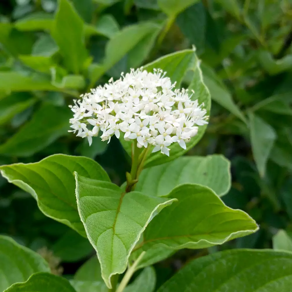 Brighter Blooms Yellow Twig Dogwood Shrub 6 Brighter Blooms Yellow Twig Dogwood Shrub