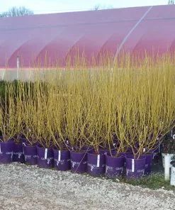 Brighter Blooms Yellow Twig Dogwood Shrub 15 Brighter Blooms Yellow Twig Dogwood Shrub