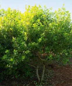 Brighter Blooms Fruit Trees Yerba Mate Plant 10 Brighter Blooms Fruit Trees Yerba Mate Plant