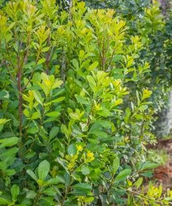 Brighter Blooms Fruit Trees Yerba Mate Plant 9 Brighter Blooms Fruit Trees Yerba Mate Plant