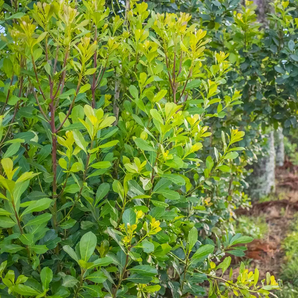 Brighter Blooms Fruit Trees Yerba Mate Plant 4 Brighter Blooms Fruit Trees Yerba Mate Plant