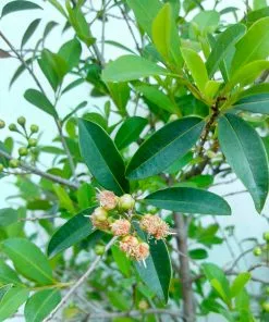 Brighter Blooms Fruit Trees Yerba Mate Plant 11 Brighter Blooms Fruit Trees Yerba Mate Plant