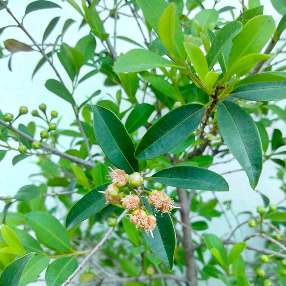 Brighter Blooms Fruit Trees Yerba Mate Plant 6 Brighter Blooms Fruit Trees Yerba Mate Plant