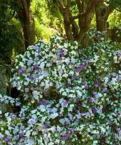 Brighter Blooms Yesterday, Today And Tomorrow Plant Shrubs & Hedges