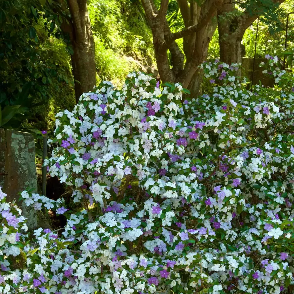 Brighter Blooms Yesterday, Today And Tomorrow Plant Shrubs & Hedges 2 Brighter Blooms Yesterday, Today And Tomorrow Plant Shrubs & Hedges