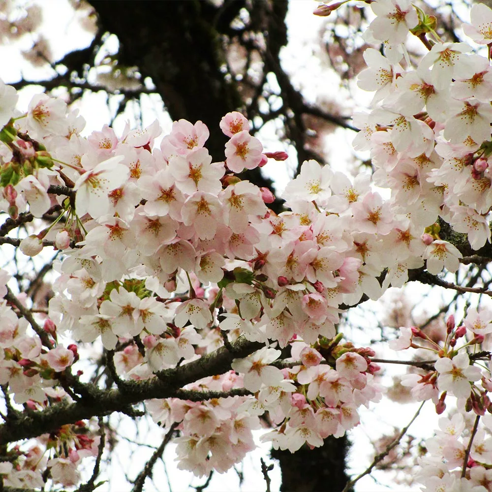 Brighter Blooms Flowering Trees Yoshino Cherry Tree 3 Brighter Blooms Flowering Trees Yoshino Cherry Tree