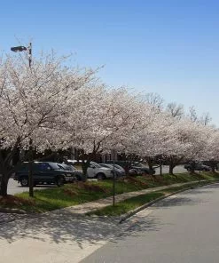 Brighter Blooms Flowering Trees Yoshino Cherry Tree 7 Brighter Blooms Flowering Trees Yoshino Cherry Tree
