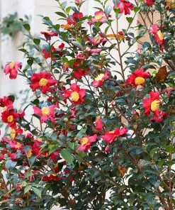 Brighter Blooms Yuletide Camellia Shrub