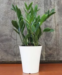 Brighter Blooms ZZ Plant 9 Brighter Blooms ZZ Plant