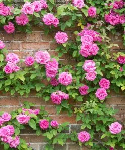 Brighter Blooms Zephirine Drouhin Climbing Rose