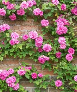 Brighter Blooms Zephirine Drouhin Climbing Rose