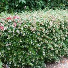 Brighter Blooms Edward Goucher Abelia Shrub