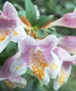 Brighter Blooms Edward Goucher Abelia Shrub