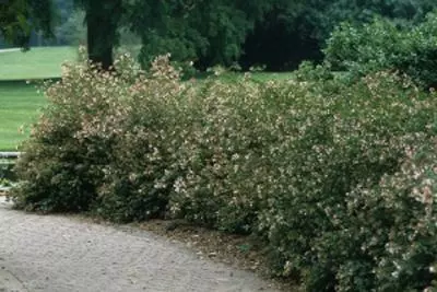 Brighter Blooms Little Richard Abelia Shrub Shrubs & Hedges 2 Brighter Blooms Little Richard Abelia Shrub Shrubs & Hedges