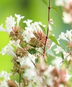 Brighter Blooms Little Richard Abelia Shrub Shrubs & Hedges 5 Brighter Blooms Little Richard Abelia Shrub Shrubs & Hedges