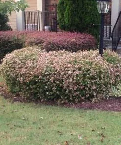 Brighter Blooms Edward Goucher Abelia Shrub