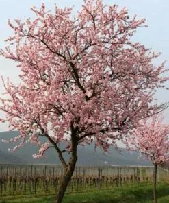 Brighter Blooms NE Plus Almond Tree