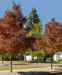 Brighter Blooms Shade Trees Autumn Purple Ash Tree 5 Brighter Blooms Shade Trees Autumn Purple Ash Tree