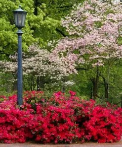 Brighter Blooms Coral Bells Azalea