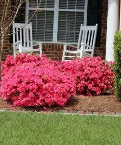 Brighter Blooms Coral Bells Azalea 10 Brighter Blooms Coral Bells Azalea