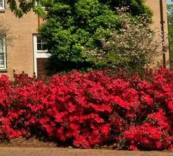Brighter Blooms Coral Bells Azalea 9 Brighter Blooms Coral Bells Azalea