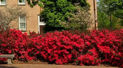 Brighter Blooms Coral Bells Azalea 4 Brighter Blooms Coral Bells Azalea
