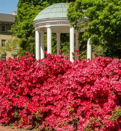 Brighter Blooms Coral Bells Azalea 3 Brighter Blooms Coral Bells Azalea