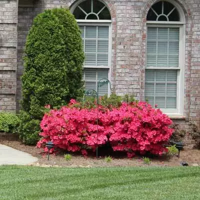 Brighter Blooms Coral Bells Azalea 6 Brighter Blooms Coral Bells Azalea