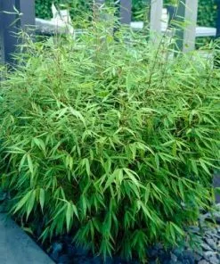 Brighter Blooms Sunset Glow Bamboo Plant