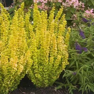 Brighter Blooms Sunjoy Golden Pillar Barberry Shrub Shrubs & Hedges 2 Brighter Blooms Sunjoy Golden Pillar Barberry Shrub Shrubs & Hedges