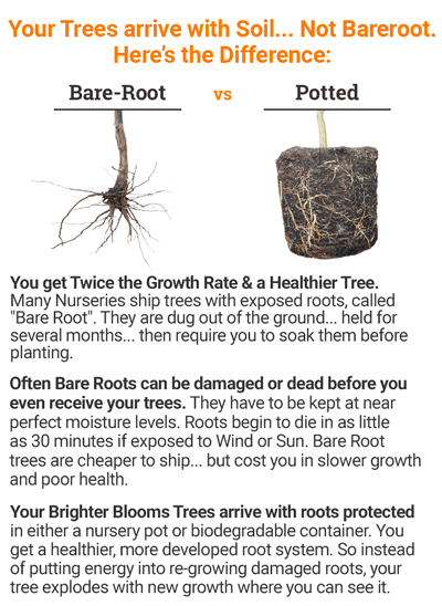 Brighter Blooms Flowering Trees Okame Cherry Tree 7 Brighter Blooms Flowering Trees Okame Cherry Tree