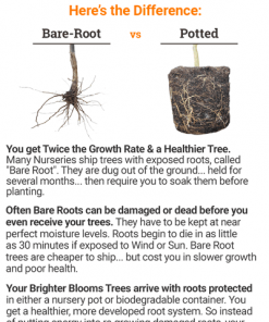 Brighter Blooms White Tropical Hibiscus Tree Flowering Trees 5 Brighter Blooms White Tropical Hibiscus Tree Flowering Trees