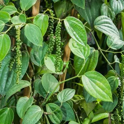 Brighter Blooms Fruit Trees Black Pepper Plant 3 Brighter Blooms Fruit Trees Black Pepper Plant