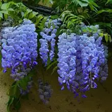 Brighter Blooms Blue Moon Wisteria Vine
