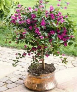Brighter Blooms Purple Queen Bougainvillea Shrub 10 Brighter Blooms Purple Queen Bougainvillea Shrub