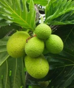 Brighter Blooms Breadfruit Tree