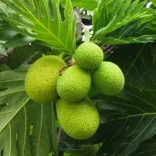 Brighter Blooms Breadfruit Tree