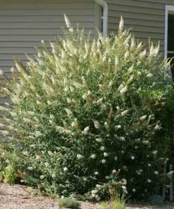 Brighter Blooms Shrubs & Hedges White Profusion Butterfly Bush 5 Brighter Blooms Shrubs & Hedges White Profusion Butterfly Bush