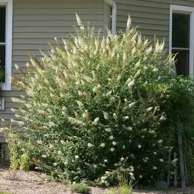 Brighter Blooms Shrubs & Hedges White Profusion Butterfly Bush 3 Brighter Blooms Shrubs & Hedges White Profusion Butterfly Bush