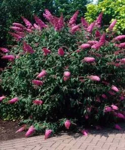 Brighter Blooms Shrubs & Hedges Pink Delight Butterfly Bush