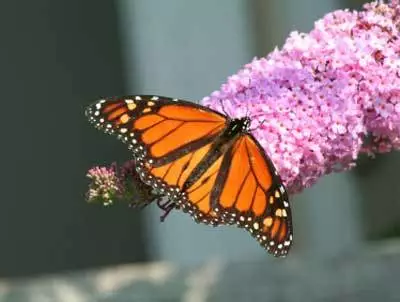 Brighter Blooms Shrubs & Hedges Pink Delight Butterfly Bush 3 Brighter Blooms Shrubs & Hedges Pink Delight Butterfly Bush