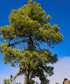 Brighter Blooms Canary Island Pine Tree