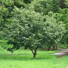 Brighter Blooms Chinese Chestnut Tree